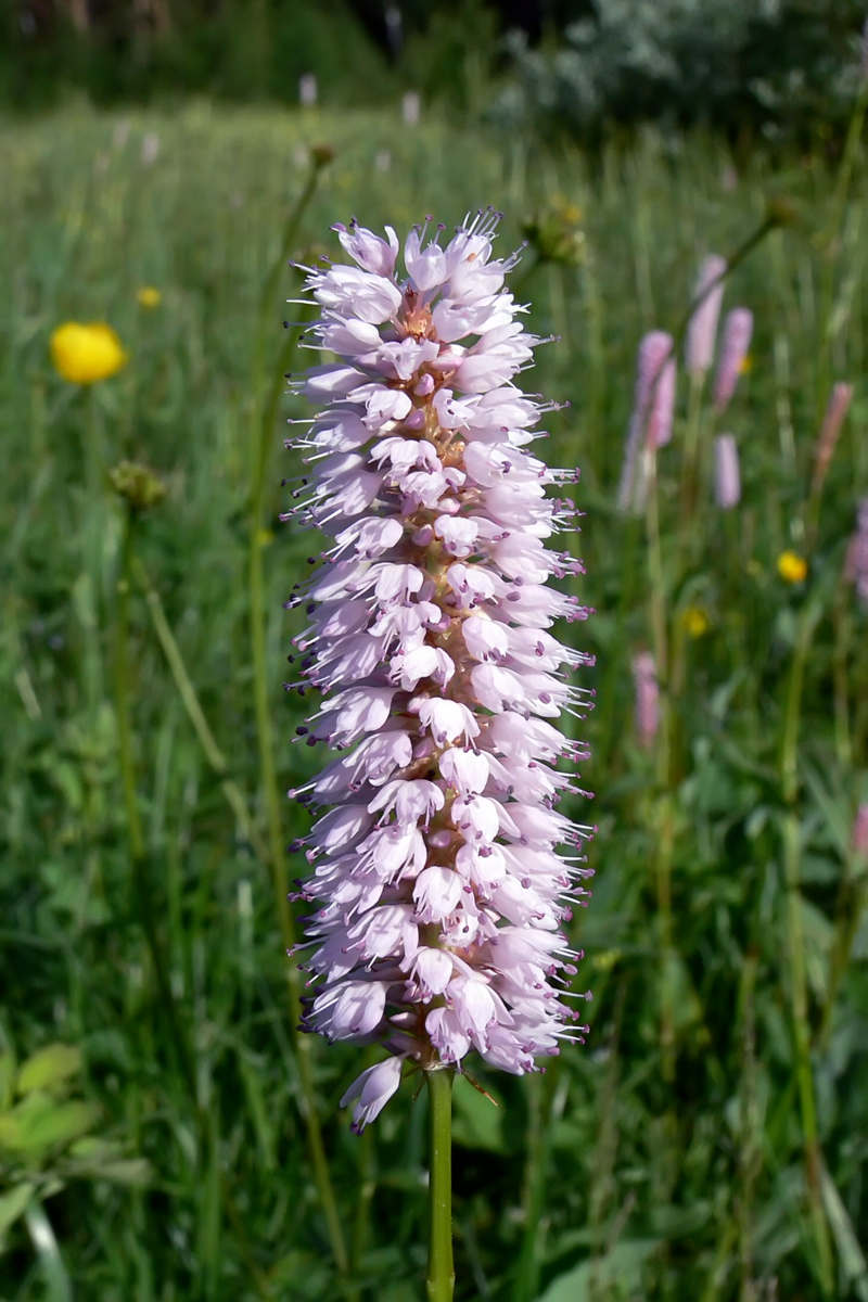 Изображение особи Bistorta officinalis.