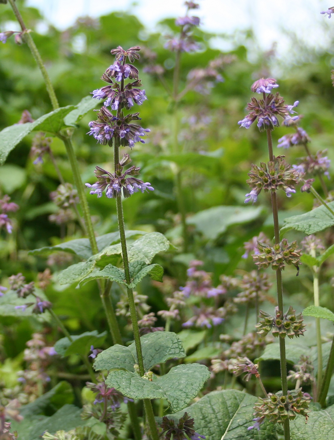 Изображение особи Salvia verticillata.