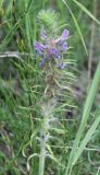 Oxytropis tompudae