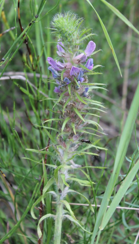 Изображение особи Oxytropis tompudae.