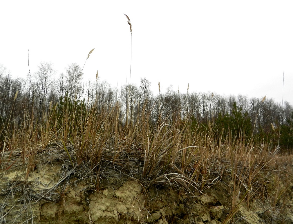 Изображение особи Calamagrostis epigeios.