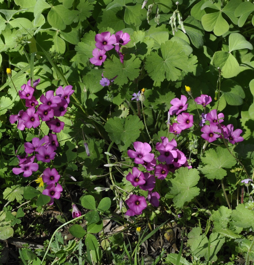 Изображение особи Oxalis articulata.