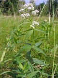 Galium rubioides