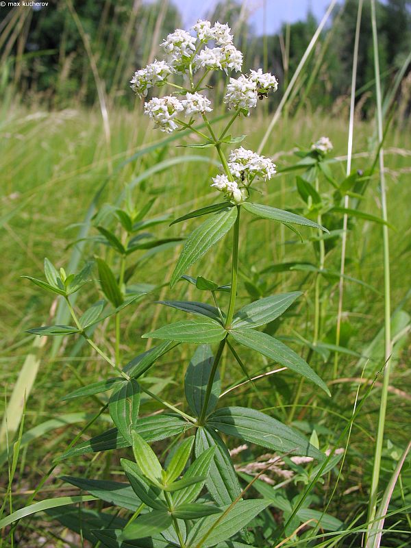 Image of Galium rubioides specimen.
