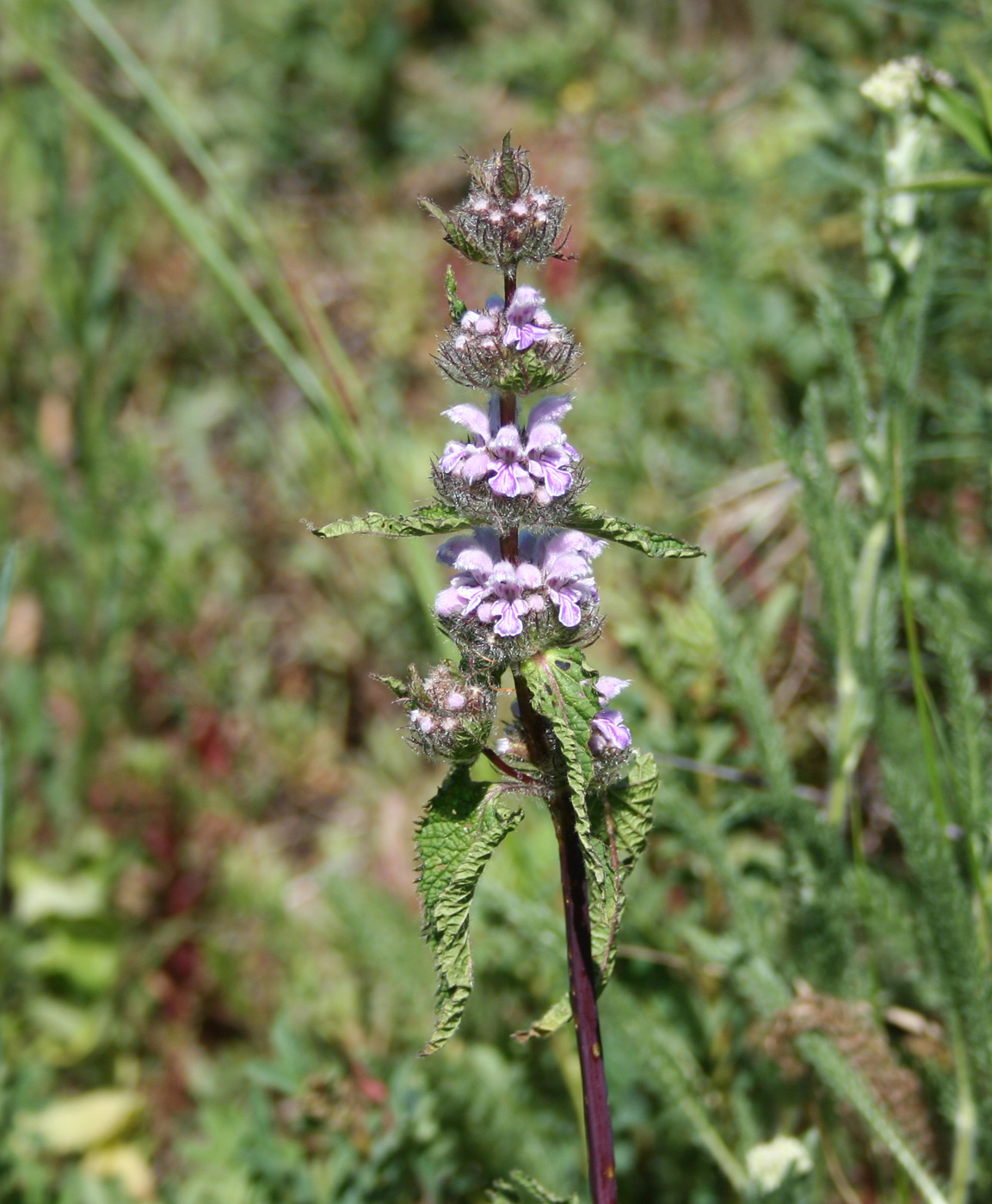 Изображение особи Phlomoides tuberosa.