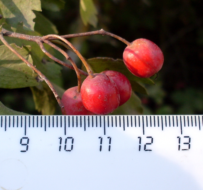 Image of Crataegus monogyna specimen.