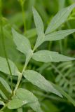 Valeriana officinalis