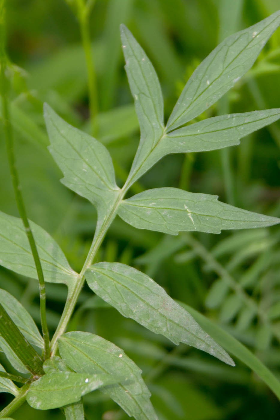 Изображение особи Valeriana officinalis.