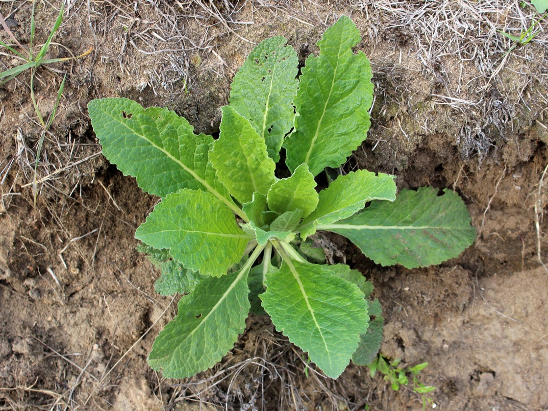 Image of Verbascum lychnitis specimen.