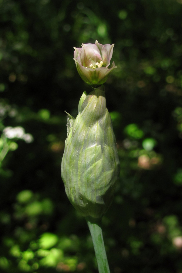 Изображение особи Nectaroscordum bulgaricum.