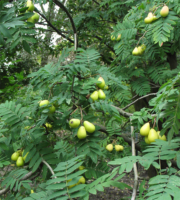 Image of Sorbus domestica specimen.