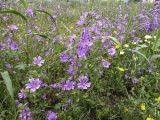 Malva sylvestris