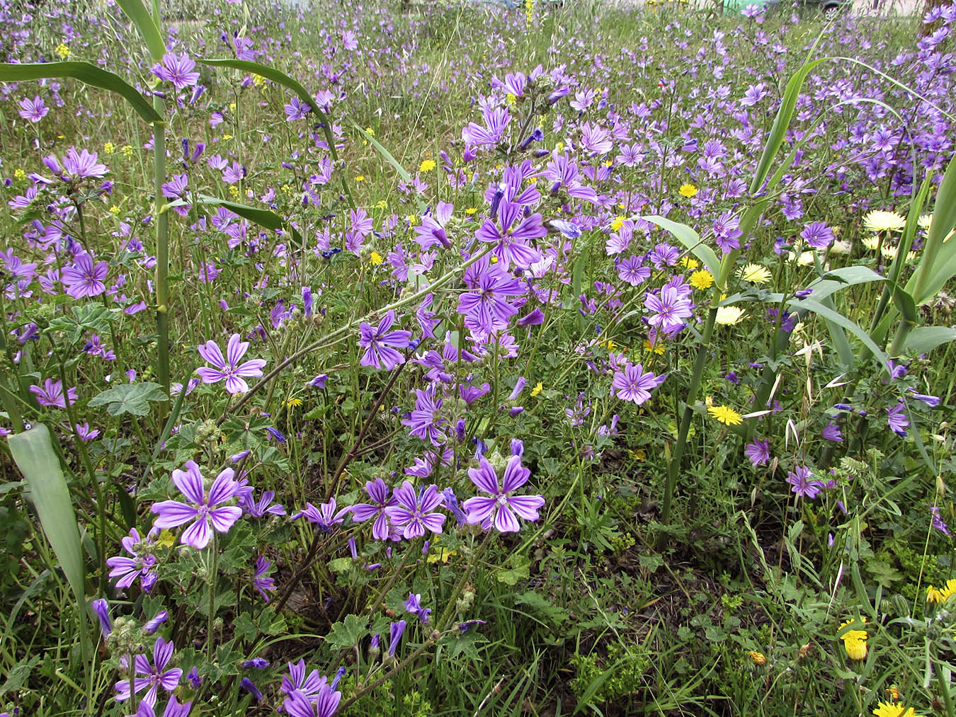 Изображение особи Malva sylvestris.