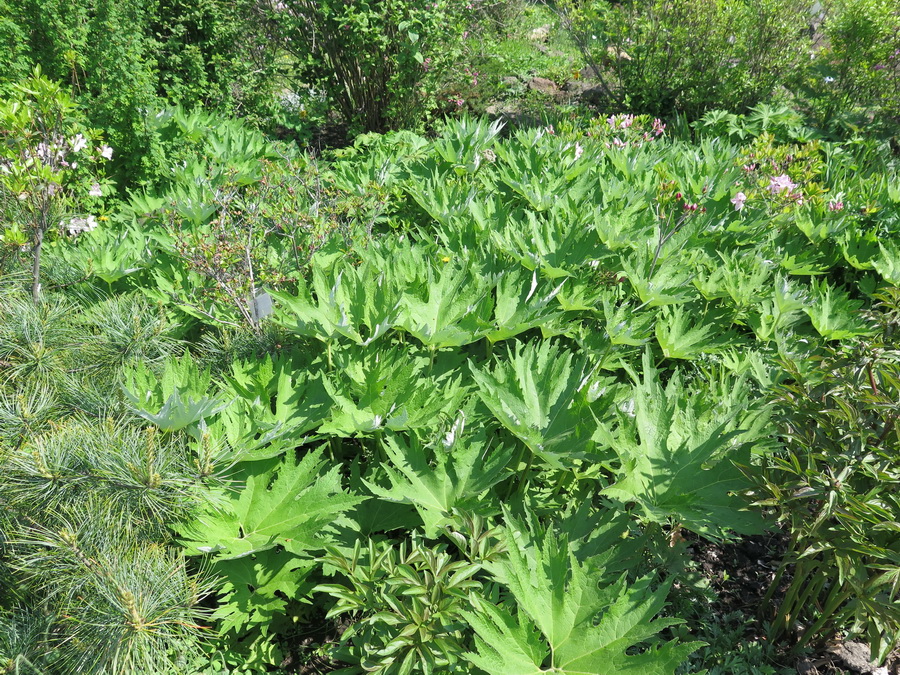 Image of Petasites tatewakianus specimen.