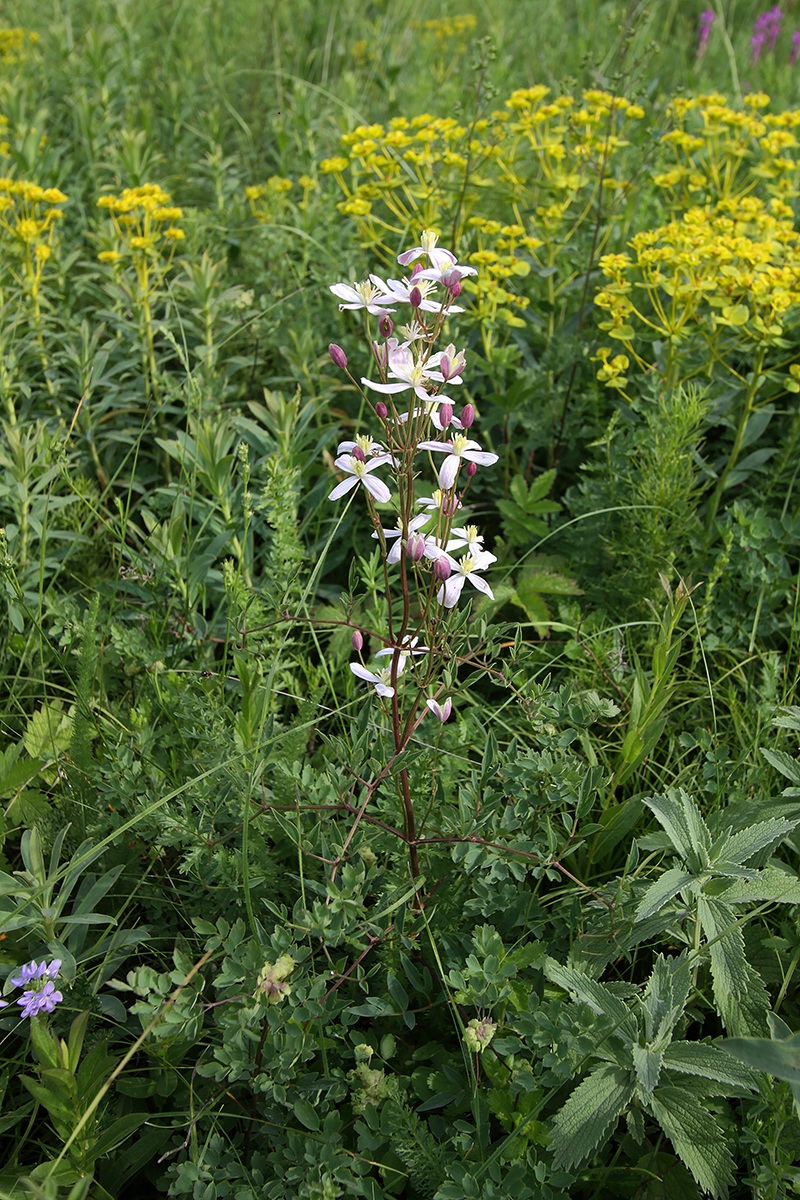 Image of Clematis lathyrifolia specimen.