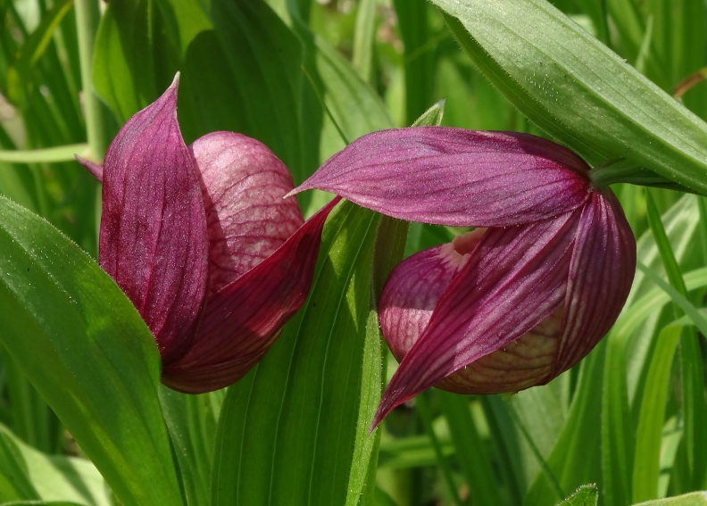 Изображение особи Cypripedium macranthos.