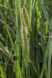 Carex rostrata