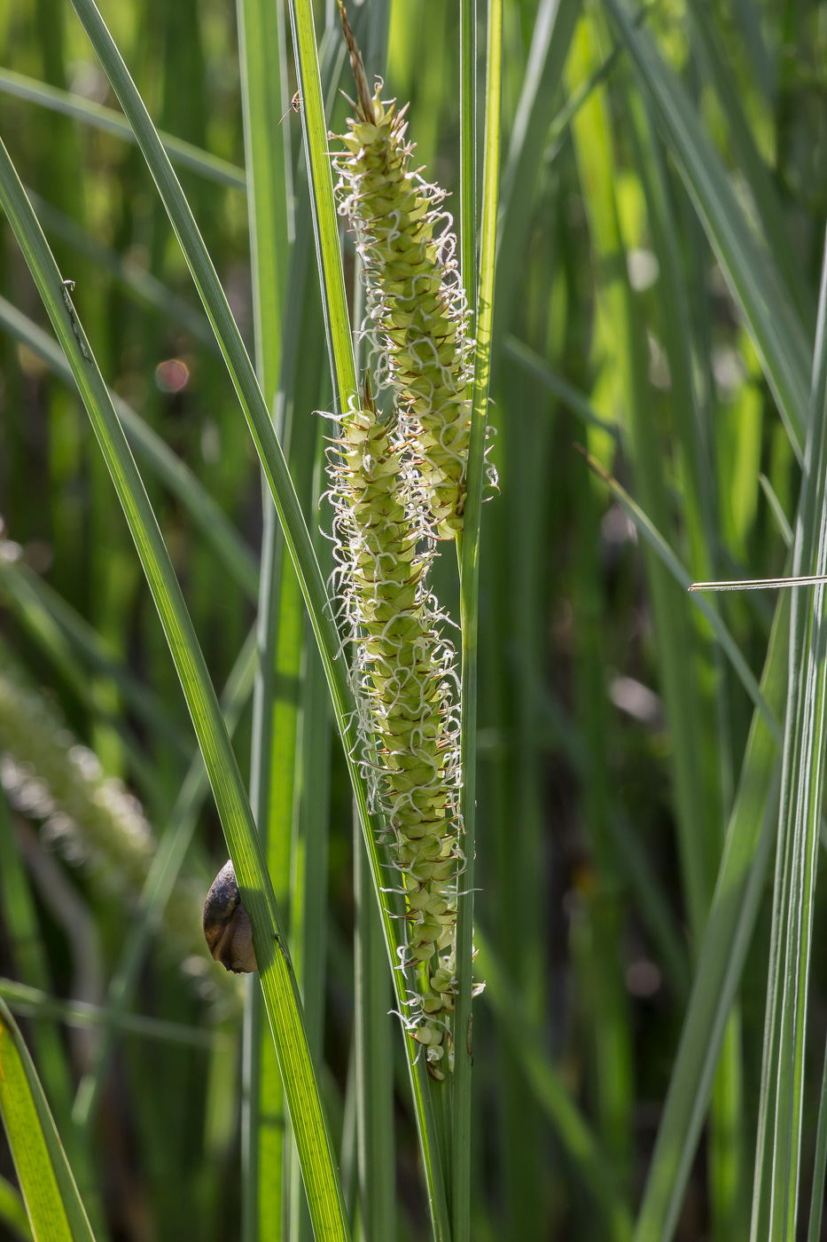 Изображение особи Carex rostrata.