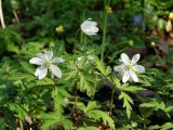 Anemone amurensis