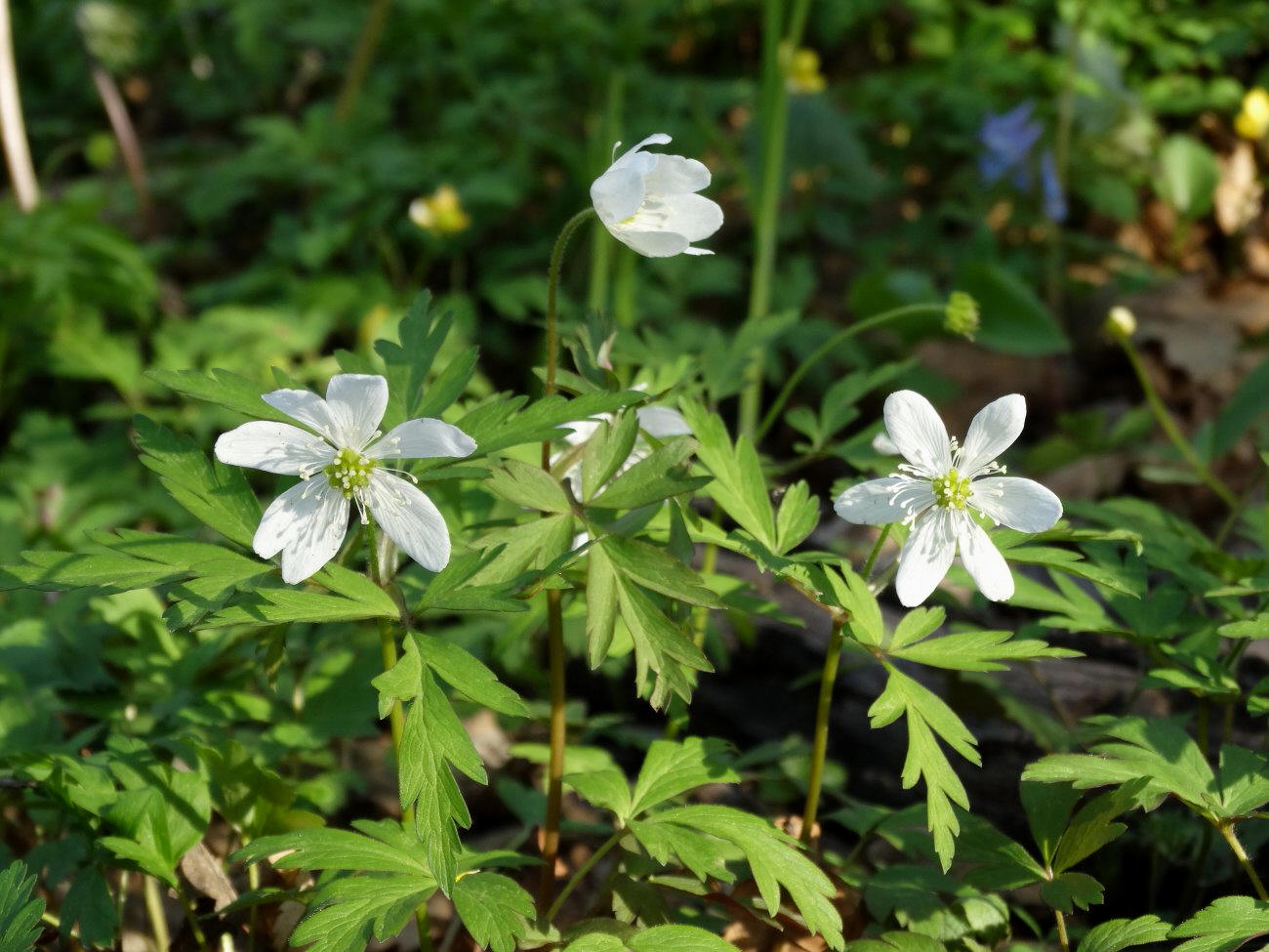 Изображение особи Anemone amurensis.