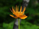 Trollius macropetalus. Цветок. Приморье, окр. г. Находка, поляна в лесу. 26.06.2016.