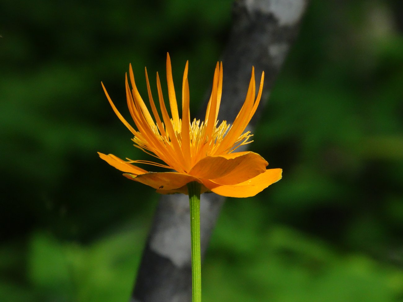 Изображение особи Trollius macropetalus.