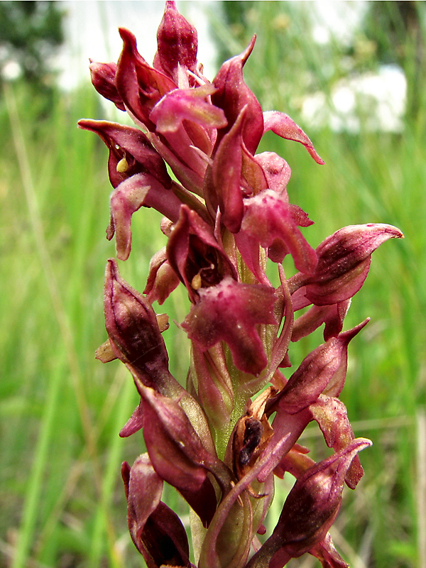 Изображение особи Anacamptis coriophora.