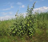 Althaea officinalis. Цветущее растение. Краснодарский край, м/о Анапа, окр. станицы Благовещенская, Витязевская коса, закреплённые пески. 03.07.2016.