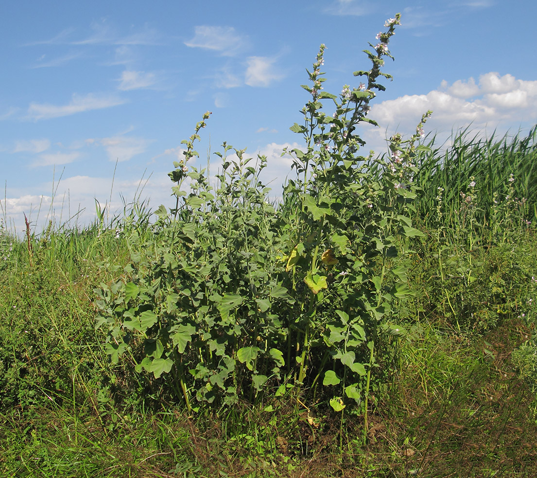 Image of Althaea officinalis specimen.