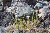 Cerastium alpinum. Цветущее растение среди валунов. Кольский п-ов, Кандалакшский берег Белого моря, каменистая коса. 24.06.2015.