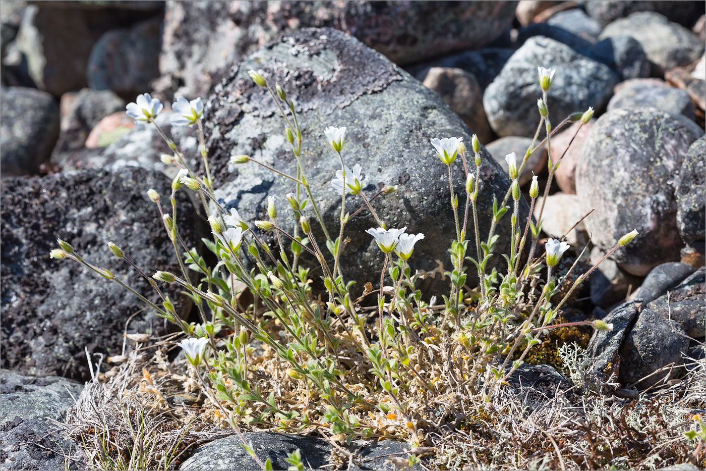 Изображение особи Cerastium alpinum.