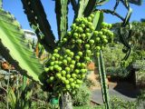Euphorbia ingens