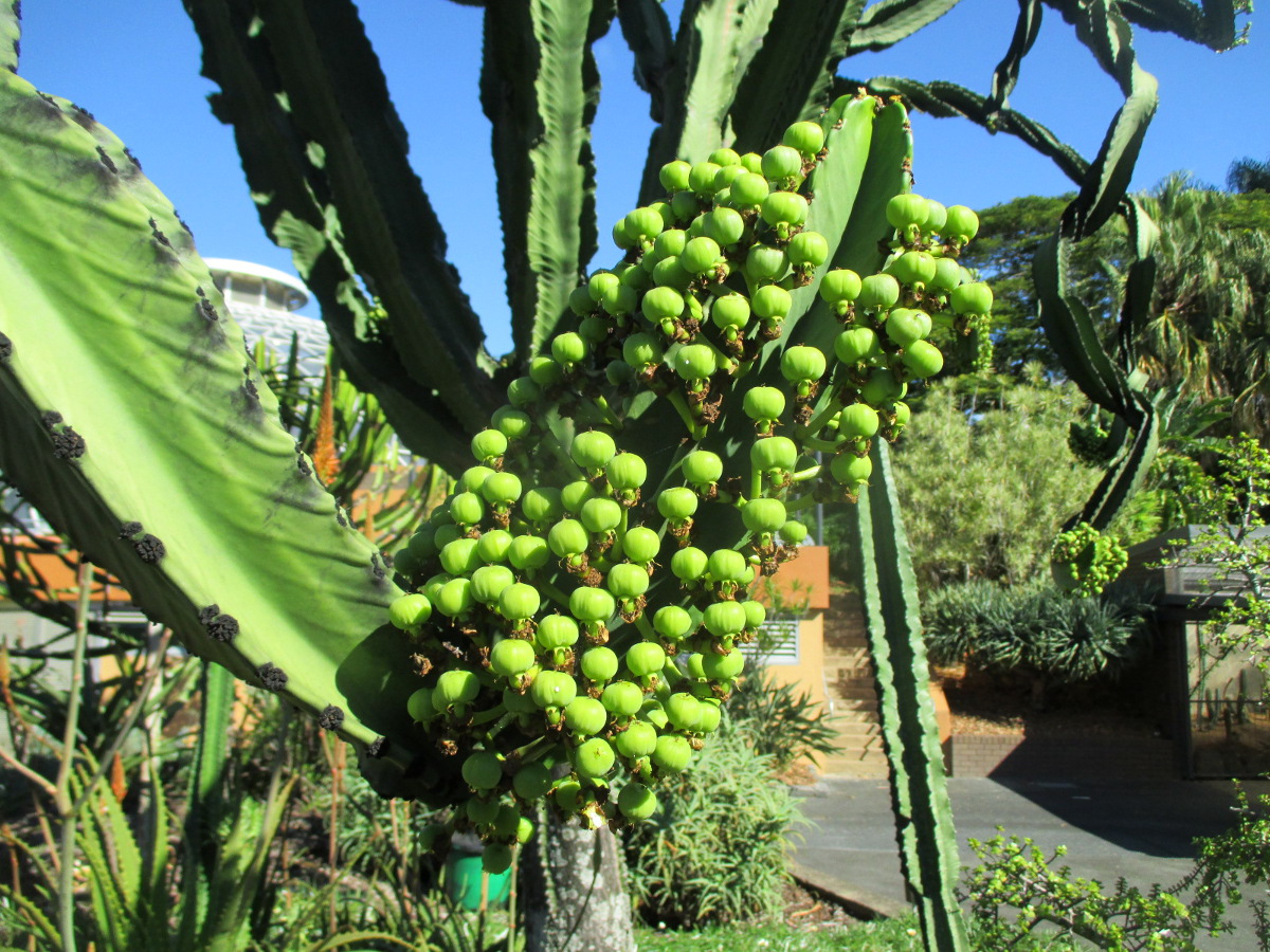 Изображение особи Euphorbia ingens.