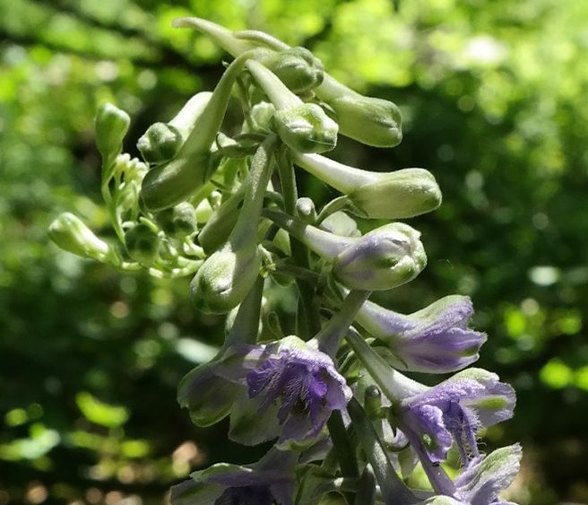 Изображение особи Delphinium fissum.