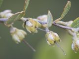 Chamaedaphne calyculata