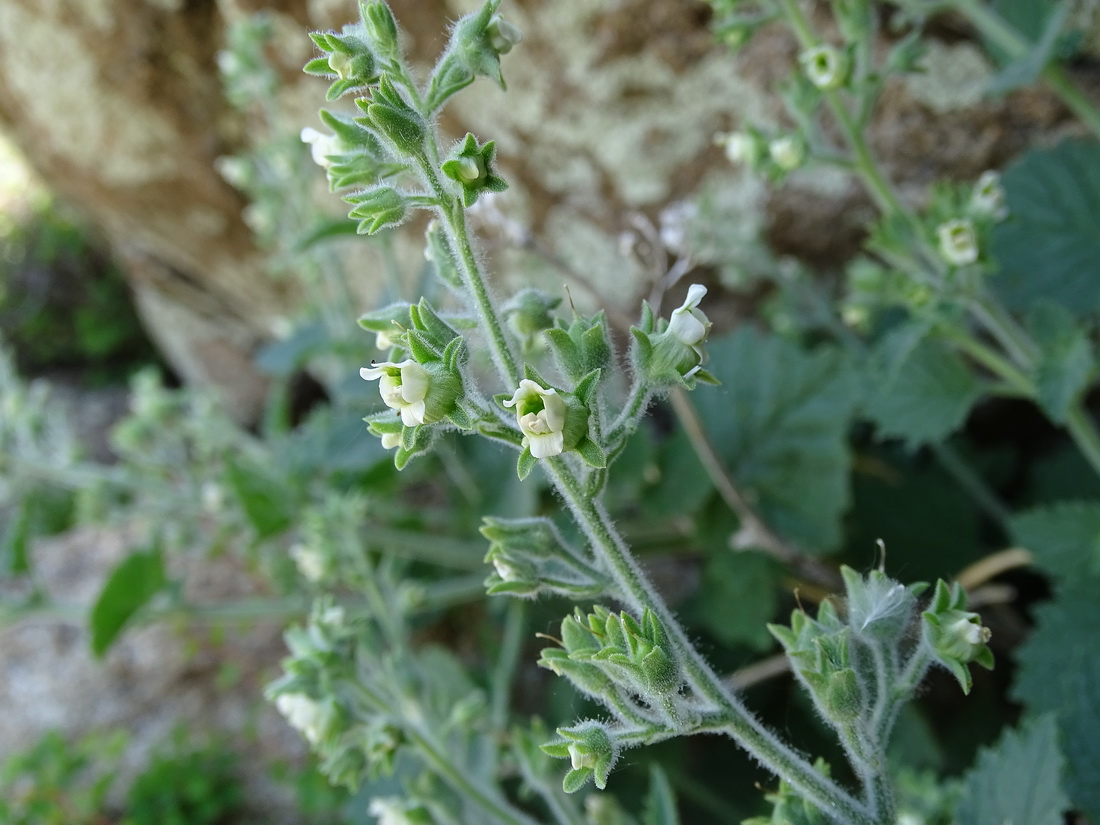 Изображение особи Scrophularia altaica.