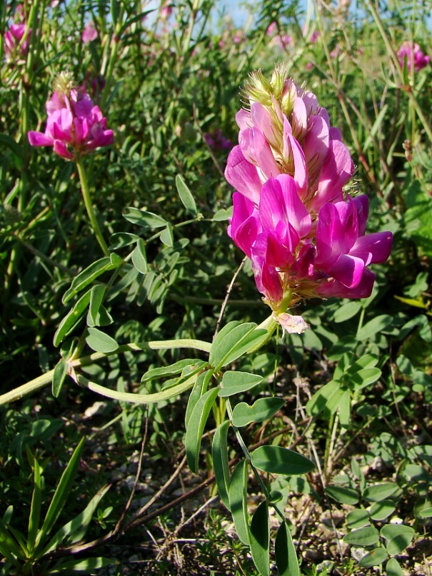 Image of Hedysarum gmelinii specimen.