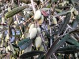 Olea europaea. Часть побега с плодами. Израиль, г. Бат-Ям, в городском озеленении. 12.09.2016.