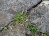 genus Agrostis. Цветущее растение. Исландия, окр. г. Кефлавик, прибрежные скалы. 31.07.2016.