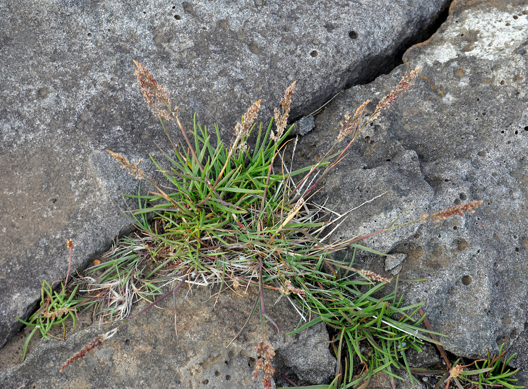 Изображение особи род Agrostis.