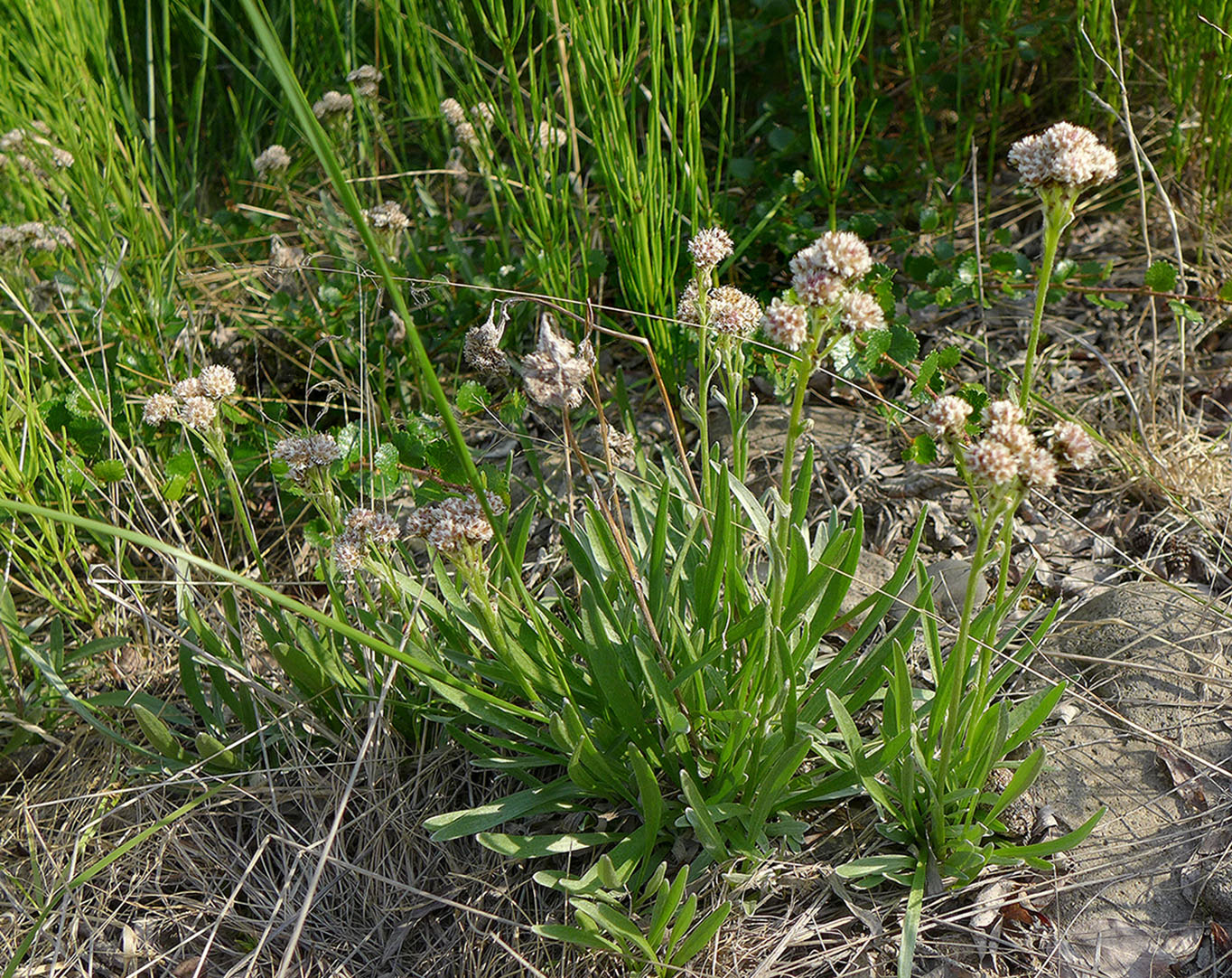 Image of Antennaria lanata specimen.