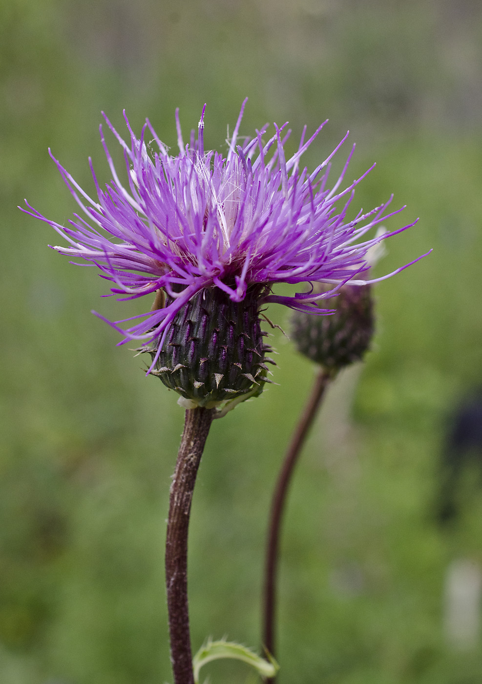 Image of Cirsium serratuloides specimen.