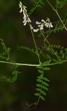 Vicia sylvatica