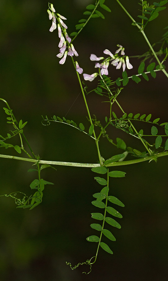 Image of Vicia sylvatica specimen.