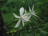 Anthericum ramosum