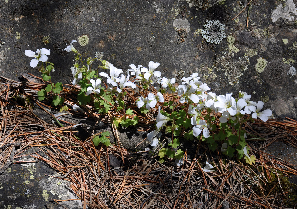 Image of Saxifraga sibirica specimen.