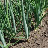 Allium cepa. Нижние части цветущих растений. Восточный Казахстан, Уланский р-н, с. Украинка, дачный участок. 27.06.2016.