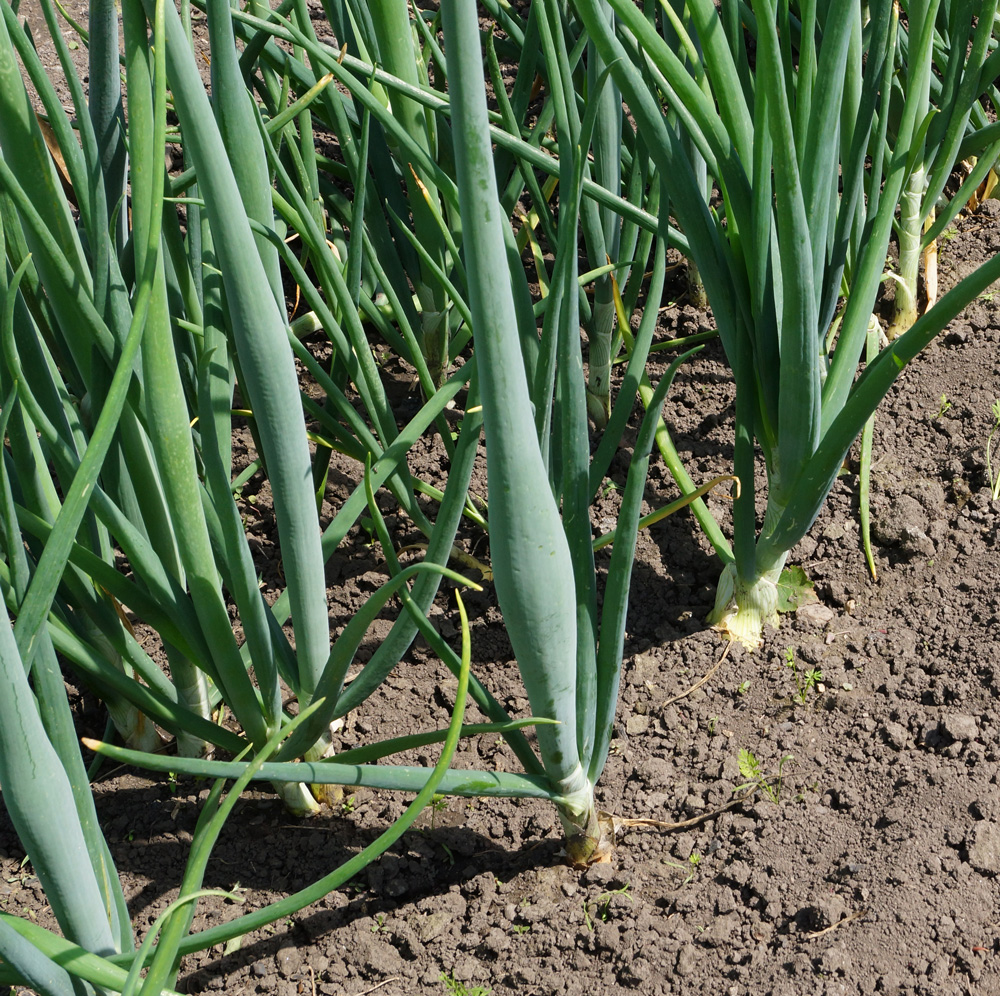 Image of Allium cepa specimen.