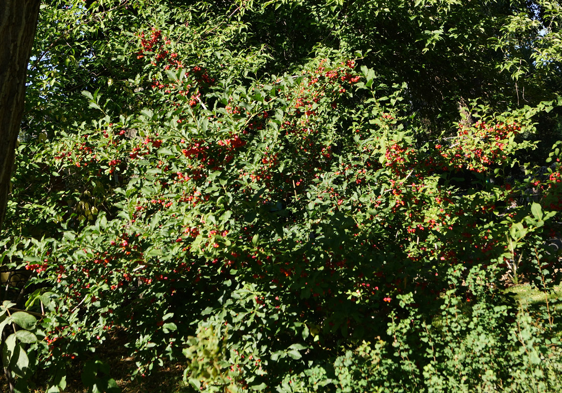 Image of Euonymus europaeus specimen.