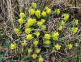 Euphorbia altaica